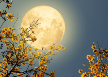 এই বৰ্ষৰ দুৰ্গাপূজাৰ পৰাই খুলিব কেইবাটাও ৰাশিৰ কঁপাল, লাকী ৰাশিৰ লিষ্টত কোন কোন আছে?