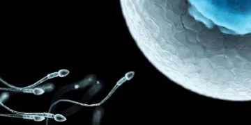 বাঢ়িব শুক্ৰাণুৰ সংখ্যা! পুৰুষৰ বাবে এই খাদ্য আশীৰ্বাদৰ দৰে, খাদ্যতালিকাত কি কি ৰাখিলে আপুনি শক্তিশালী হৈ থাকিব?