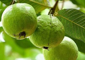 মধুৰীআম উপকাৰী, কিন্তু সকলোৰে বাবে নহয়, কি কি সমস্যা থাকিলে মধুৰীআম নাখাব?