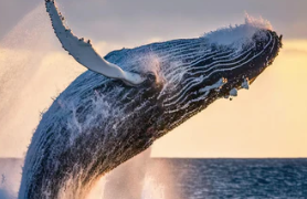 সমগ্ৰ জীৱনেই সাৰে থাকে, টোপনি যোৱা মানেই মৃ*ত্যু নিশ্চিত! তিমিয়ে কিয় আজীৱন টোপনি নাযায়?