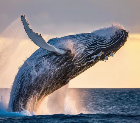 সমগ্ৰ জীৱনেই সাৰে থাকে, টোপনি যোৱা মানেই মৃ*ত্যু নিশ্চিত! তিমিয়ে কিয় আজীৱন টোপনি নাযায়?