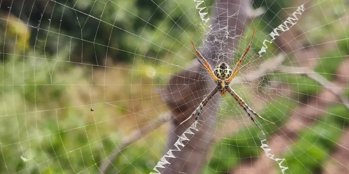 ঘৰত মকৰাজালে অশান্তি কৰিছে নেকি? মুক্তি পোৱাৰ সহজ উপায়