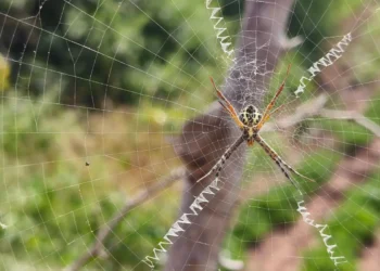 ঘৰত মকৰাজালে অশান্তি কৰিছে নেকি? মুক্তি পোৱাৰ সহজ উপায়