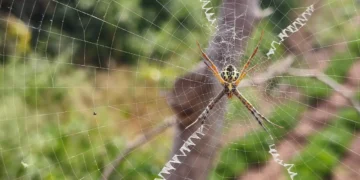 ঘৰত মকৰাজালে অশান্তি কৰিছে নেকি? মুক্তি পোৱাৰ সহজ উপায়