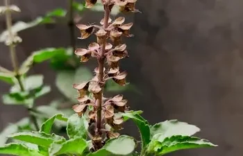 এখিলা পাতে দূৰ কৰিব শৰীৰৰ সকলো সমস্যা, উপকাৰী গুণ জানি হ’ব আচৰিত!