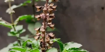 এখিলা পাতে দূৰ কৰিব শৰীৰৰ সকলো সমস্যা, উপকাৰী গুণ জানি হ’ব আচৰিত!