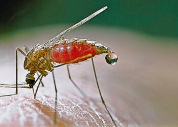 Knowledge News: মহে প্ৰস্ৰাৱ কৰেনে? জনাওক আপুনি কি ভাবে…