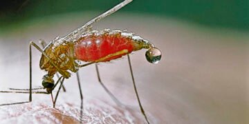 Knowledge News: মহে প্ৰস্ৰাৱ কৰেনে? জনাওক আপুনি কি ভাবে…