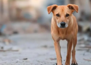 এটা দুটা নহয় ৩০টাকৈ শিশুৰ জীৱন ৰক্ষা কৰিলে এটা পথৰ কুকুৰে, শিশুকেইটিৰ জীৱন ৰক্ষাৰ বাবে প্ৰাণ দিয়া এটা বিশেষ কুকুৰক লৈ দেশজুৰি চৰ্চা, ক’ত এই ঘটনা?
