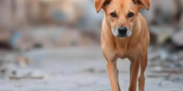 এটা দুটা নহয় ৩০টাকৈ শিশুৰ জীৱন ৰক্ষা কৰিলে এটা পথৰ কুকুৰে, শিশুকেইটিৰ জীৱন ৰক্ষাৰ বাবে প্ৰাণ দিয়া এটা বিশেষ কুকুৰক লৈ দেশজুৰি চৰ্চা, ক’ত এই ঘটনা?