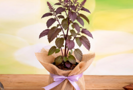 সংসাৰত বিপদ অহাৰ পূৰ্বে এই ৬সংকেত পঠিয়াই তুলসী গছে! জানক এই ৬সংকেত কি কি?