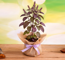 সংসাৰত বিপদ অহাৰ পূৰ্বে এই ৬সংকেত পঠিয়াই তুলসী গছে! জানক এই ৬সংকেত কি কি?