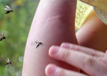 World Malaria Day 2026: শৰীৰৰ বিষ আৰু অত্যাধিক জ্বৰ, মেলেৰিয়া ডেংগুতকৈ কিমান পৃথক?