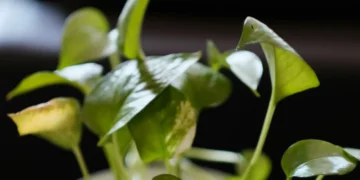 মানি প্লাণ্ট ঘৰত ৰখাৰ পিছতো আৰ্থিক উন্নতি হোৱা নাই নেকি? তেন্তে কৰিছে ভুল