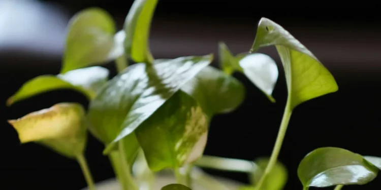 মানি প্লাণ্ট ঘৰত ৰখাৰ পিছতো আৰ্থিক উন্নতি হোৱা নাই নেকি? তেন্তে কৰিছে ভুল