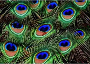 বিপদ যাব আঁতৰি, মাত্ৰ ঘৰৰ এই স্থানত ৰাখক ময়ূৰৰ পাখি!