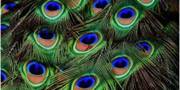 বিপদ যাব আঁতৰি, মাত্ৰ ঘৰৰ এই স্থানত ৰাখক ময়ূৰৰ পাখি!