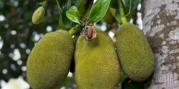 কঁঠাল ফল নে পাচলি? বুদ্ধিমানসকলে জানিব সঠিক উত্তৰ!