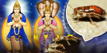 ঘৰত পঁইতাচোৰা থকাটো শুভ নে অশুভ সংকেত? হওক সাৱধান
