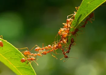 ঘৰত পিপৰাৰ উপদ্ৰৱ? আজিয়েই আঁতৰাওক এই সহজ পদ্ধতিৰে