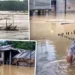 অসমত বানৰ সংহাৰী ৰূপ, অৰুণাচল প্ৰদেশতো মৃত্যু ৩ জনৰ