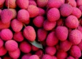 কোনখন দেশত সৰ্বাধিক লিচু উৎপাদন কৰা হয়?