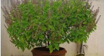 আপোনাৰ ঘৰৰ বাবে কোনবোৰ গছ শুভ , কোনবোৰ অশুভ?