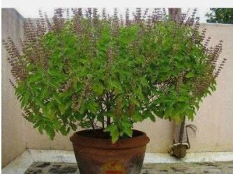 আপোনাৰ ঘৰৰ বাবে কোনবোৰ গছ শুভ , কোনবোৰ অশুভ?