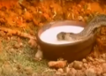 সঁচাকৈয়ে সাপে গাখীৰ খায় নেকি?