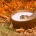 সঁচাকৈয়ে সাপে গাখীৰ খায় নেকি?