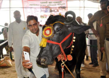 হাৰিয়ানাত পশুধনৰ বাবে বিউটী পাৰ্লাৰ খুলি ব্যাপক সঁহাৰি