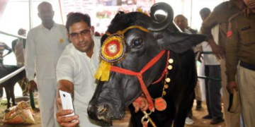 হাৰিয়ানাত পশুধনৰ বাবে বিউটী পাৰ্লাৰ খুলি ব্যাপক সঁহাৰি