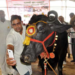 হাৰিয়ানাত পশুধনৰ বাবে বিউটী পাৰ্লাৰ খুলি ব্যাপক সঁহাৰি