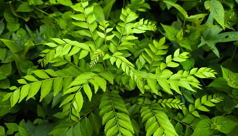 নৰসিংহ পাত খোৱাৰ ফলত আপোনাৰ শৰীৰত কি হৈছে জানেনে?