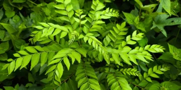নৰসিংহ পাত খোৱাৰ ফলত আপোনাৰ শৰীৰত কি হৈছে জানেনে?