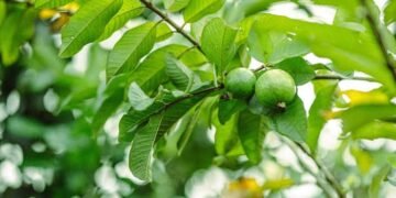 মধুৰি আমৰ বিষয়ে আপুনি নিশ্চয় জানে, কিন্তু পাতৰ বিষয়ে জানেনে?