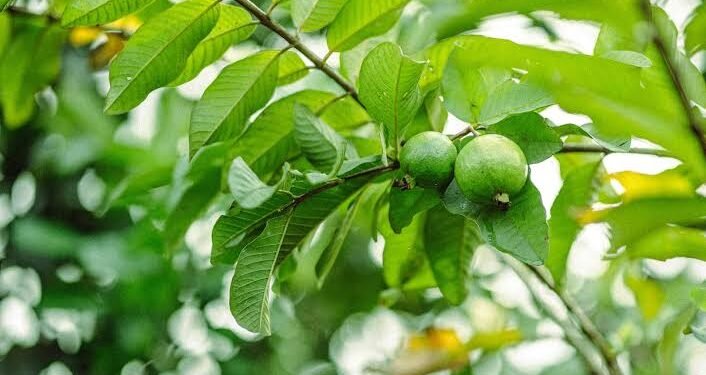 মধুৰি আমৰ বিষয়ে আপুনি নিশ্চয় জানে, কিন্তু পাতৰ বিষয়ে জানেনে?