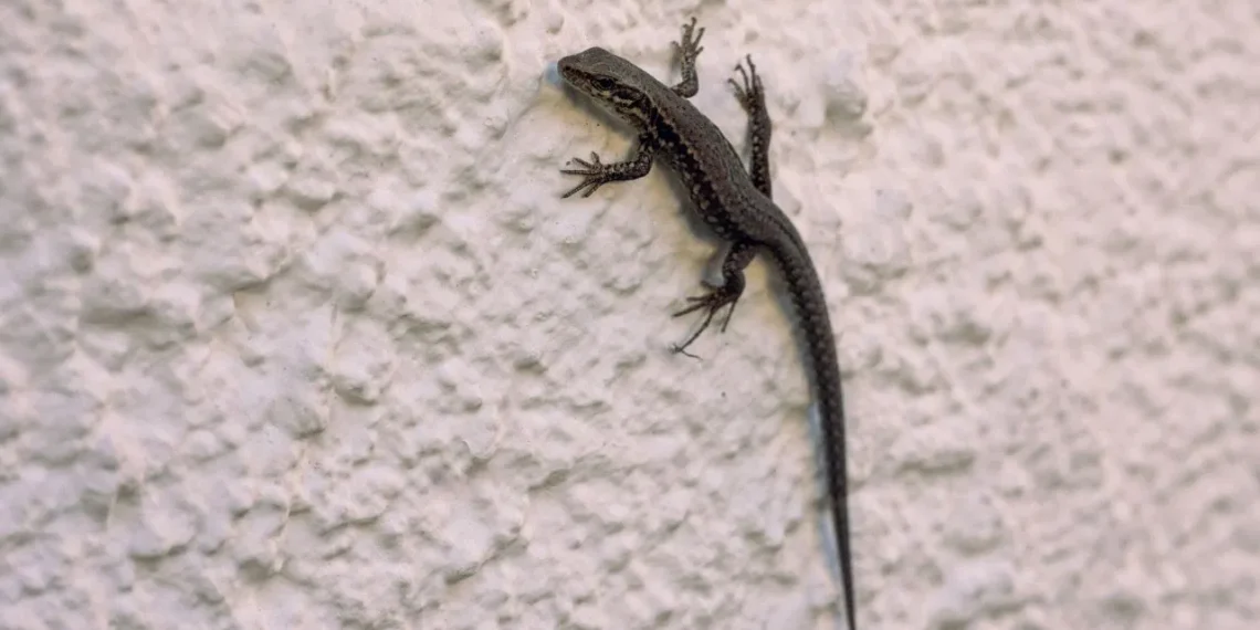 House Lizard:  ঘৰত জেঠীৰ উপদ্ৰৱ? এই সহজ উপায়েৰে কৰক দূৰ কৰক