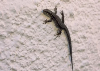 House Lizard:  ঘৰত জেঠীৰ উপদ্ৰৱ? এই সহজ উপায়েৰে কৰক দূৰ কৰক
