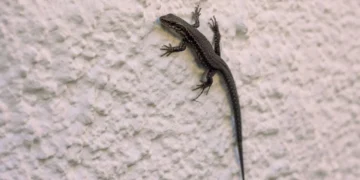 House Lizard:  ঘৰত জেঠীৰ উপদ্ৰৱ? এই সহজ উপায়েৰে কৰক দূৰ কৰক