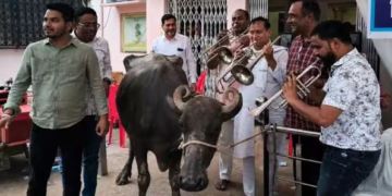 ম’হ লৈ কাৰ্যালয়লৈ আহিল কাউন্সিলাৰ, লগত বেণ্ড পাৰ্টী