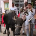 ম’হ লৈ কাৰ্যালয়লৈ আহিল কাউন্সিলাৰ, লগত বেণ্ড পাৰ্টী