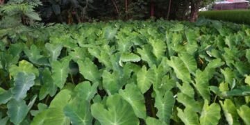 কোষ্ঠকাঠিন্য আৰু পাচনতন্ত্ৰৰ সমস্যাৰ পৰা পাব উপশম, যদি খায় এই পাত!
