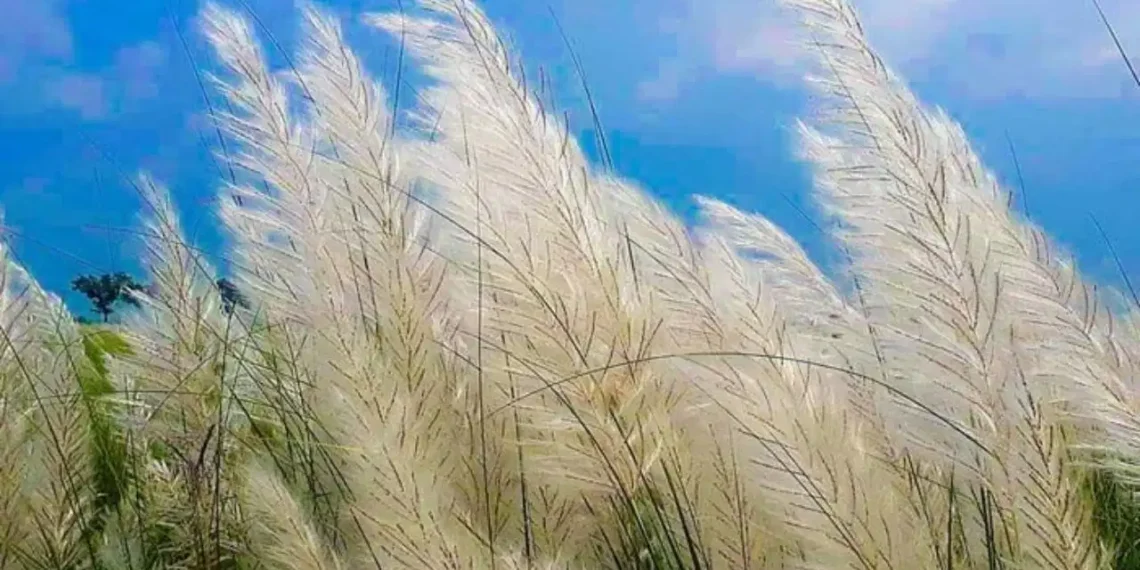 শৰত আহে, ফুলে কঁহুৱা… কিন্তু এই কঁহুৱাক ইংৰাজীত কি কয় জানেনে?