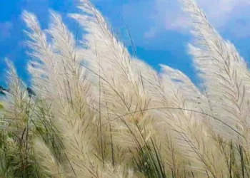 শৰত আহে, ফুলে কঁহুৱা… কিন্তু এই কঁহুৱাক ইংৰাজীত কি কয় জানেনে?
