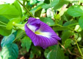 অপৰাজিতা ফুলে উজ্জ্বল কৰিব আপোনাৰ ছাল, উপকাৰী গুণ জানি হ’ব আচৰিত