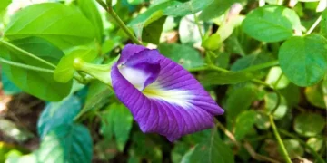 অপৰাজিতা ফুলে উজ্জ্বল কৰিব আপোনাৰ ছাল, উপকাৰী গুণ জানি হ’ব আচৰিত
