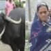 ম’হে গিলিলে ডেৰ লাখটকীয়া সোণৰ মংগলসূত্ৰ