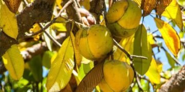 বজাৰত দেখিলেই আওকাণ নকৰিব এইবিধ বস্তুক, পাব বহু ৰোগৰ পৰা নিৰাময়!
