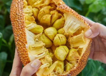 উপকাৰী নে অপকাৰী? কঁঠালৰ গুটি খোৱাৰ পূৰ্বে জানক এই কথা